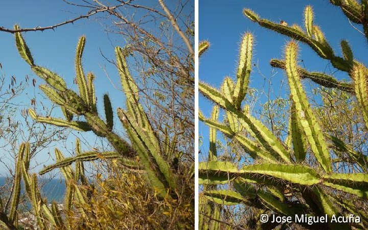 Leptocereus arboreus, Pan de Matanzas, Cu ©Jose Miguel Acuña